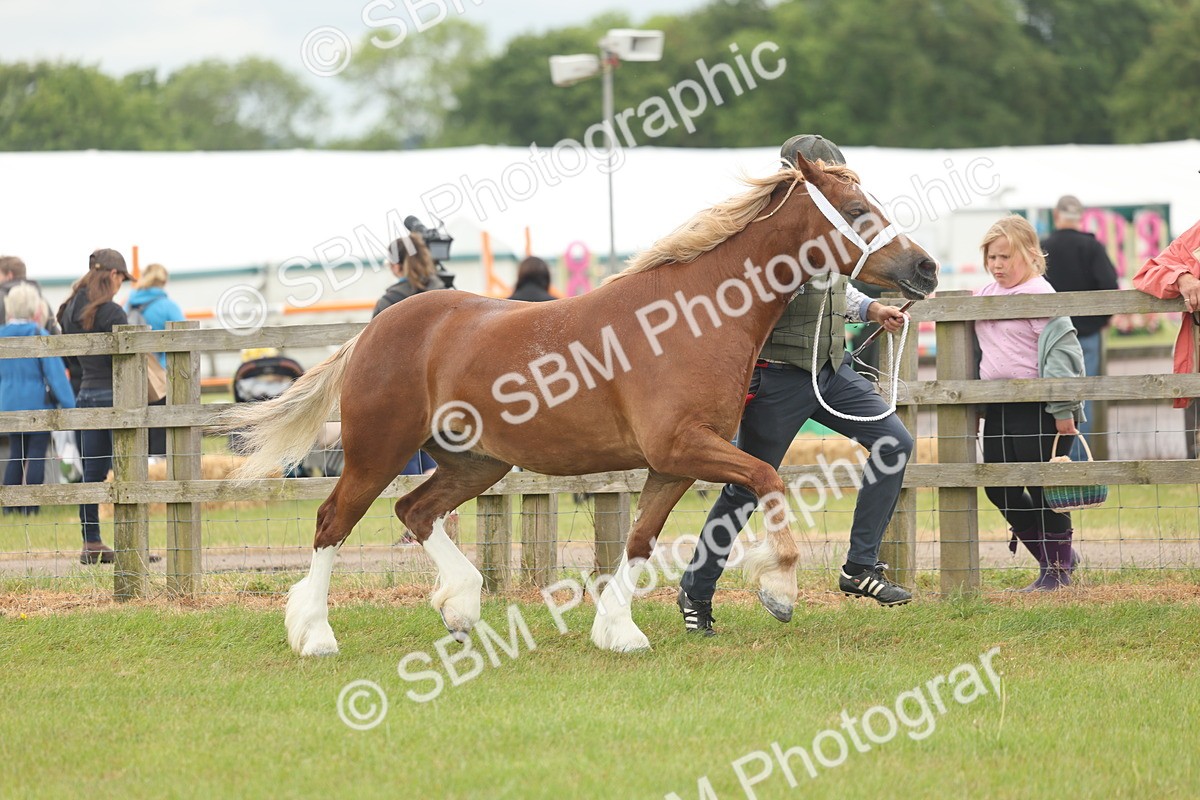SBM_04962 - Class 50-57 - M&M Welsh Pony In Hand