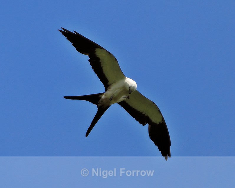 Swallow-tailed Kite eating prey in flight near Monteverde - Swallow-tailed Kite