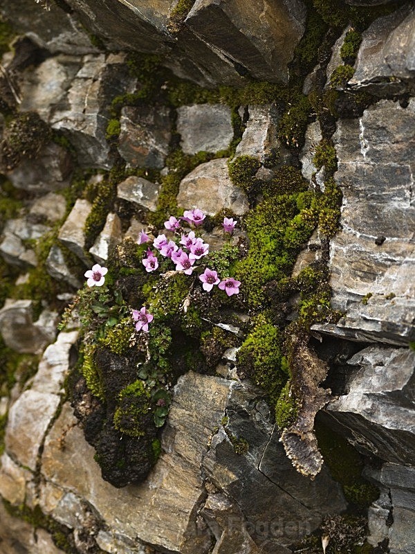 Purple Saxifrage 8047 - Summer time