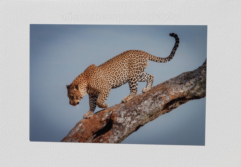 009 Climbing Leopard - For Sale - Handmade Cards £2.50 each