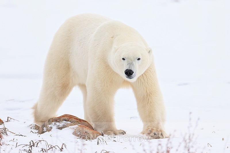 Male Polar Bear passes rock, Churchill, Canada - Polar Bear