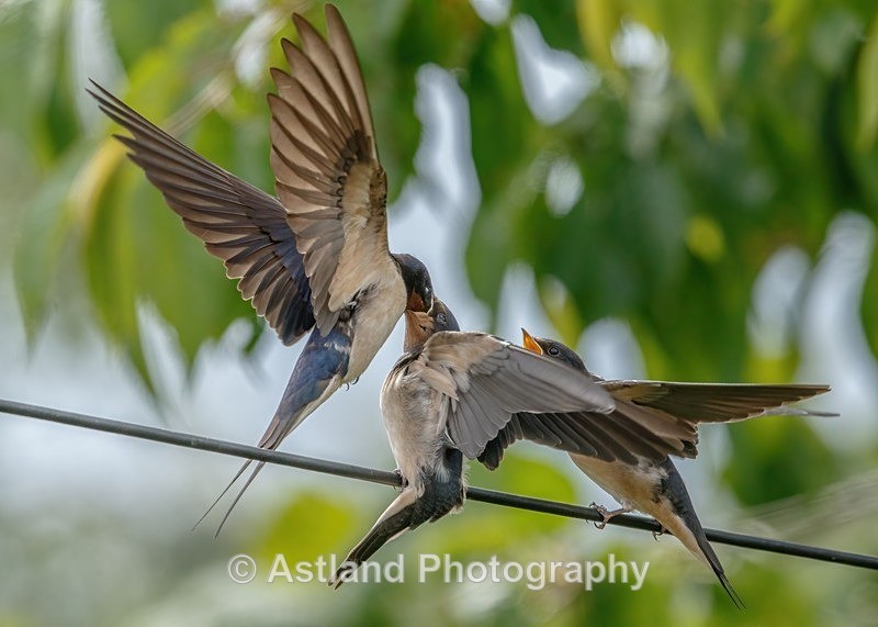 Astland Photography, Bird and Wildlife Images, Susan and Peter Wilson, U.K.