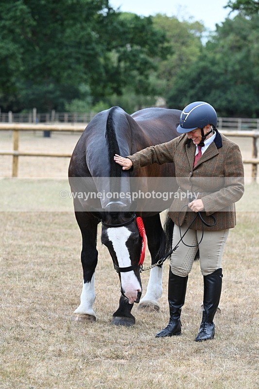 WJ7_0181 - Class 5a Most Handsome Gelding (above 14.2hh)