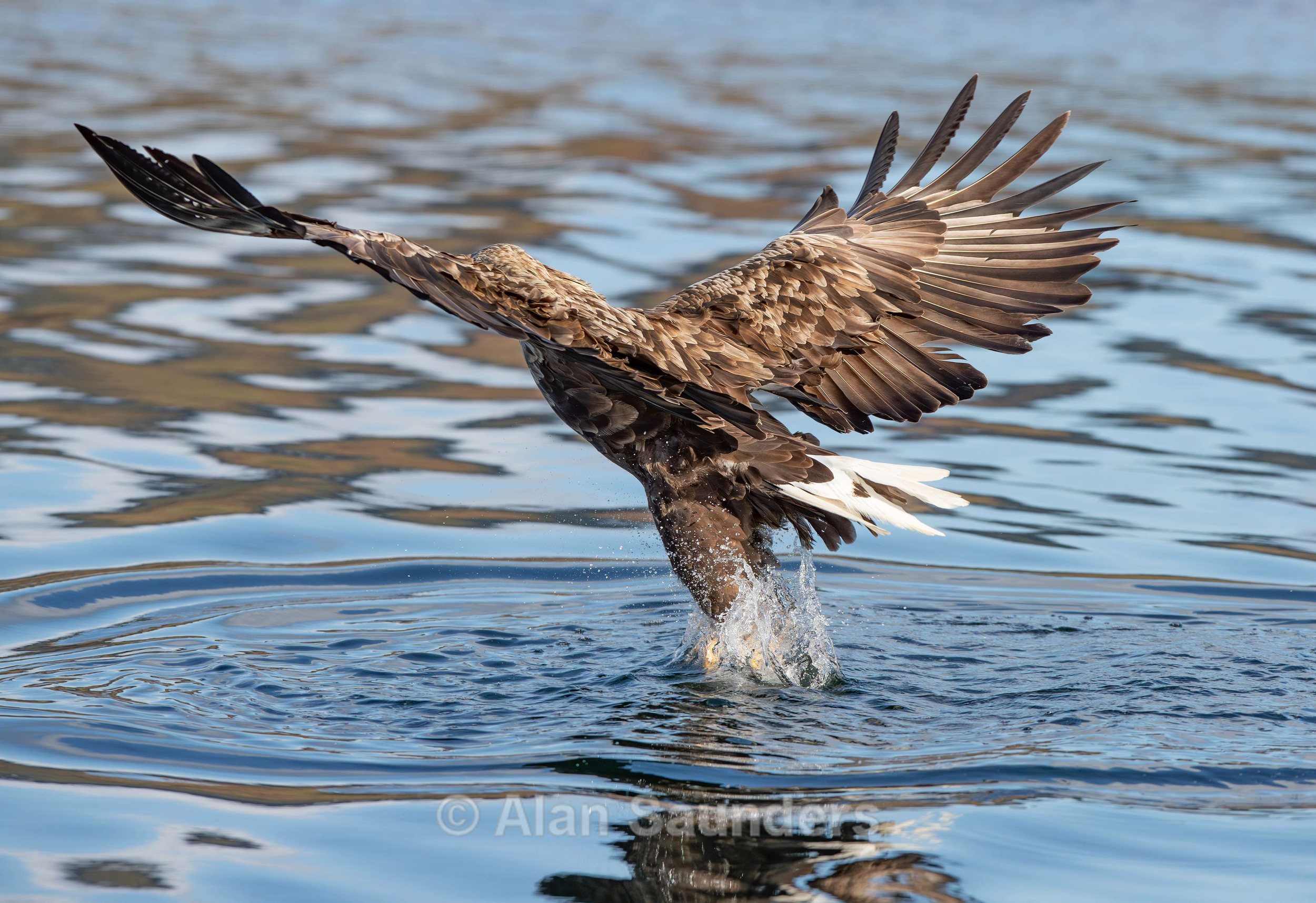 White Tailed Eagle 72