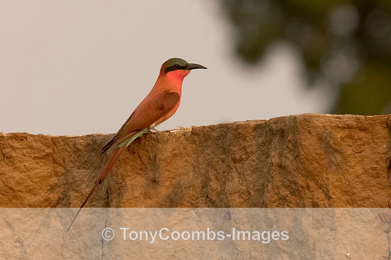 Carmine Bee-eater - Mana Pools ~ The Birds
