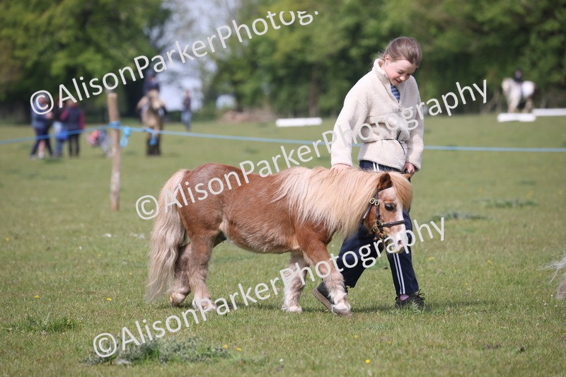 20260426-3132 - Class 26 - Shetland Ponies and Minitures
