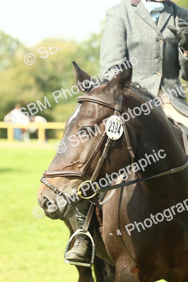 SBM_66643 - S34 - Rehabilitated Rescue Horse & Pony In Hand & Ridden