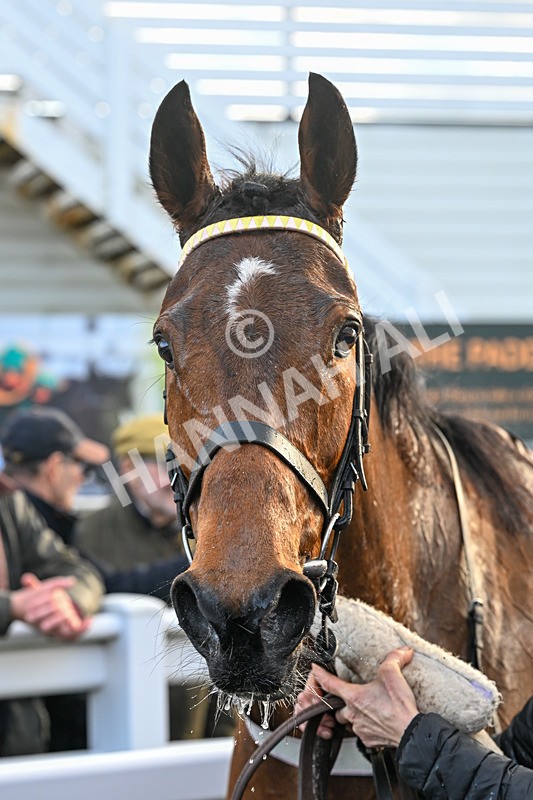 240226-Race 5-Chasingouttheblues-7274 - Race 5