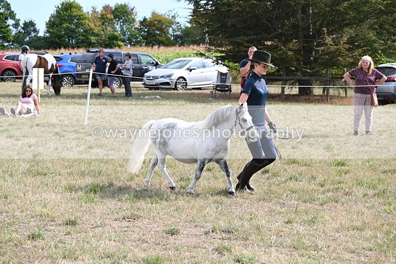 WJ6_7068 - Class 21 Shetland & Mini Horses