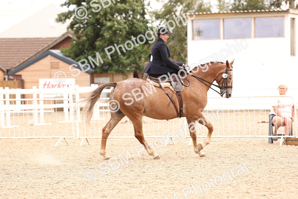 SBM_16421 - Class 211 - Best Side Saddle Horse - Pony