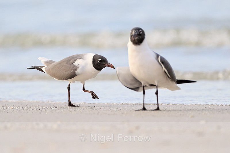 Laughing Gulls on North Beach, Fort De Soto Park, Florida - Laughing Gull