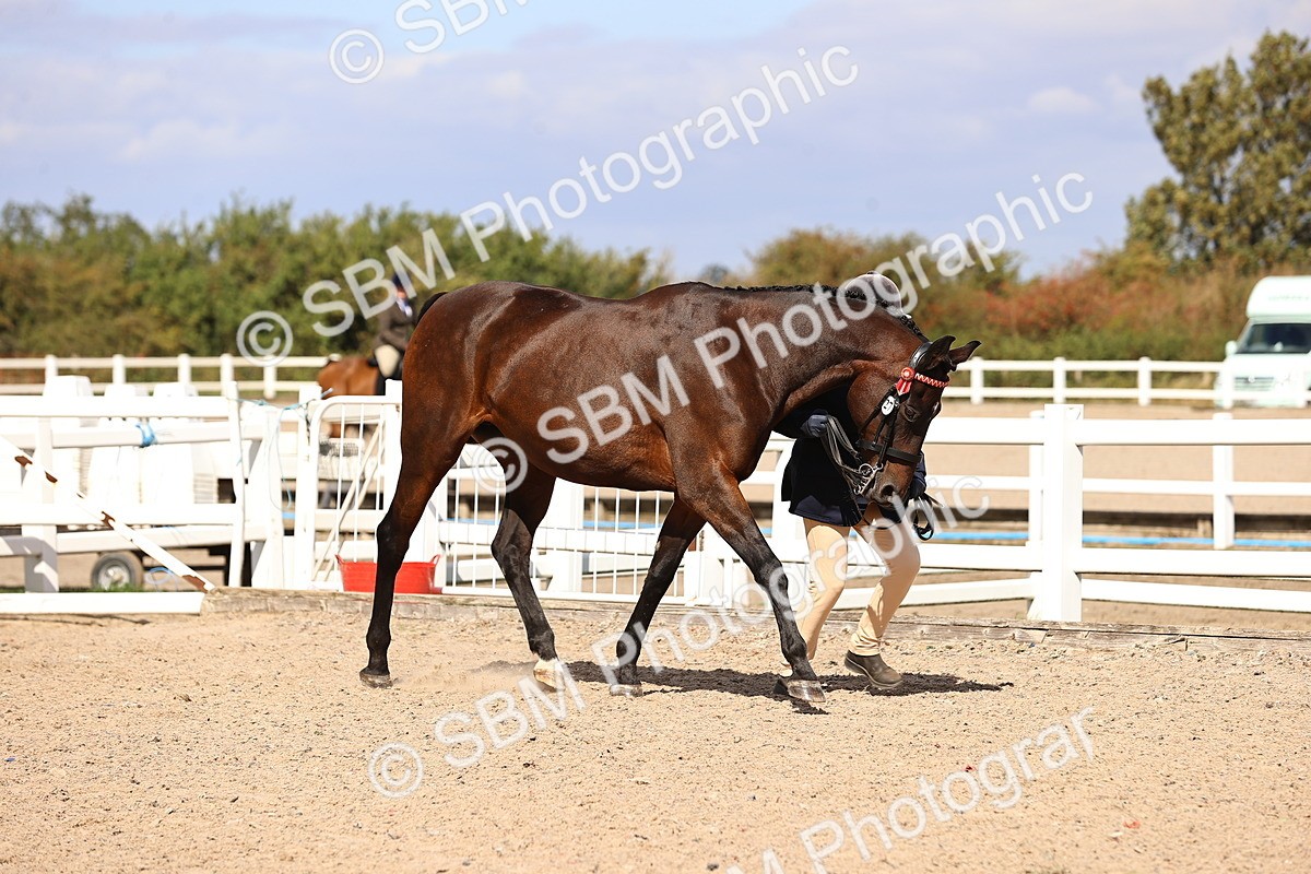 SBM_14259 - Class 411 - Prettiest Mare (IH OR Ridden) Adult