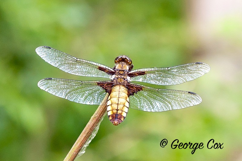 Broad bodied chaser at Buckland Wood