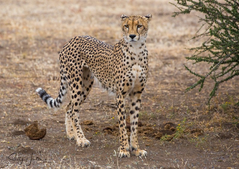 Cheetah Mother 3