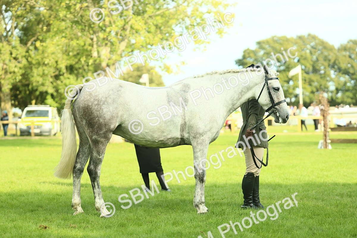 SBM_52130 - S33 - Working Hunter & Working Show Horse