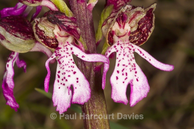  - Orchids - Orchis
