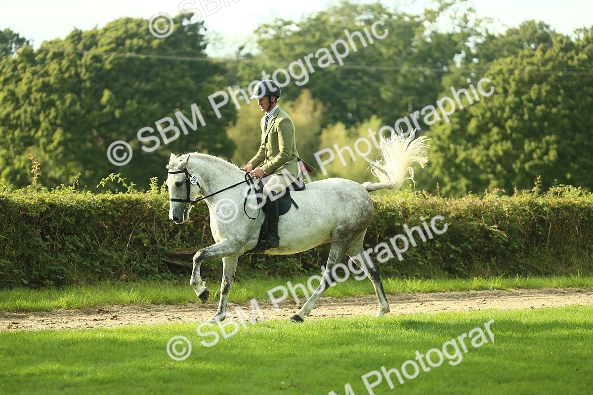 SBM_52118 - S33 - Working Hunter & Working Show Horse