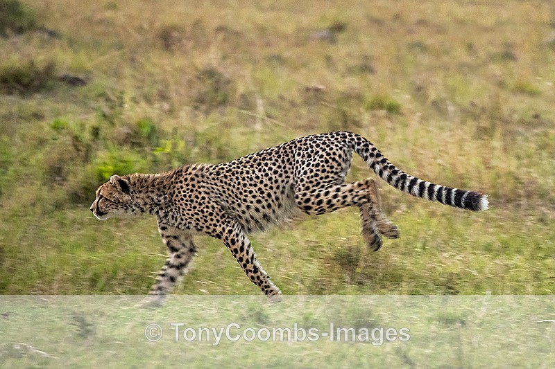 Cheetah - Mara North ~ Cats