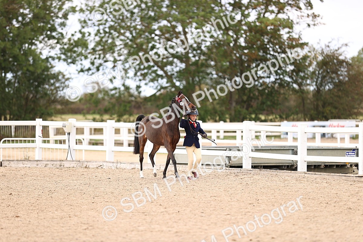 SBM_15943 - Class 416 - Prettiest Mare (IH or Ridden) Jnr