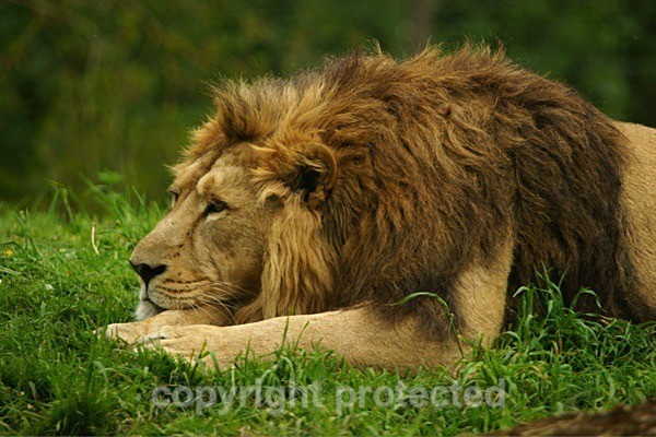 Asiatic Lion - Rana (Cotswold Wildlife Park) - Asiatic Lions