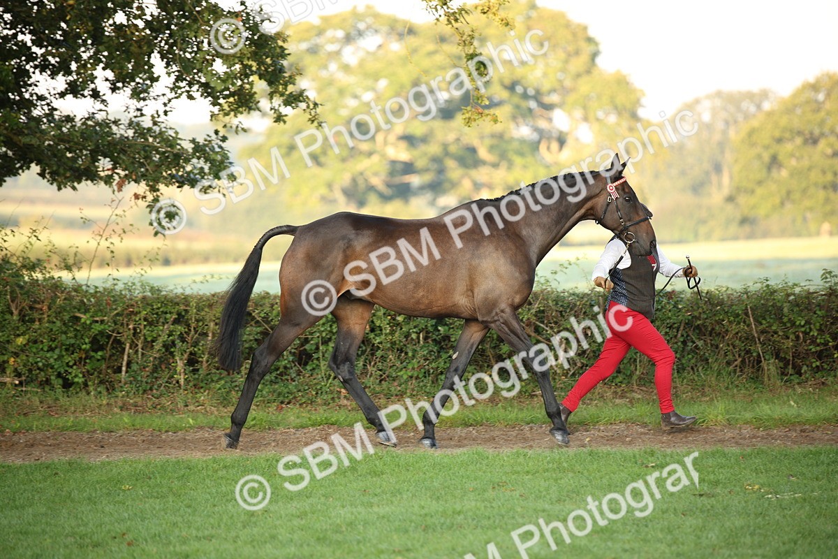 SBM_56839 - S49 - Riding Horse & Hack & Thoroughbred In Hand