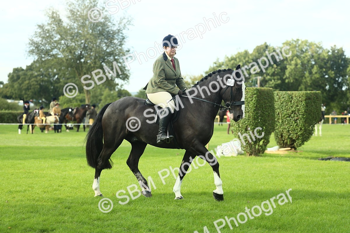 SBM_50659 - S33 - Working Hunter & Working Show Horse