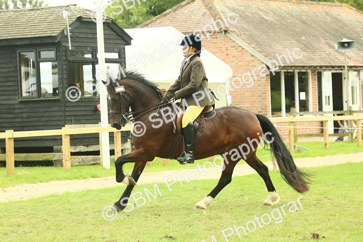 SBM_72006 - S60 - Mountain & Moorland Ridden Large Breeds