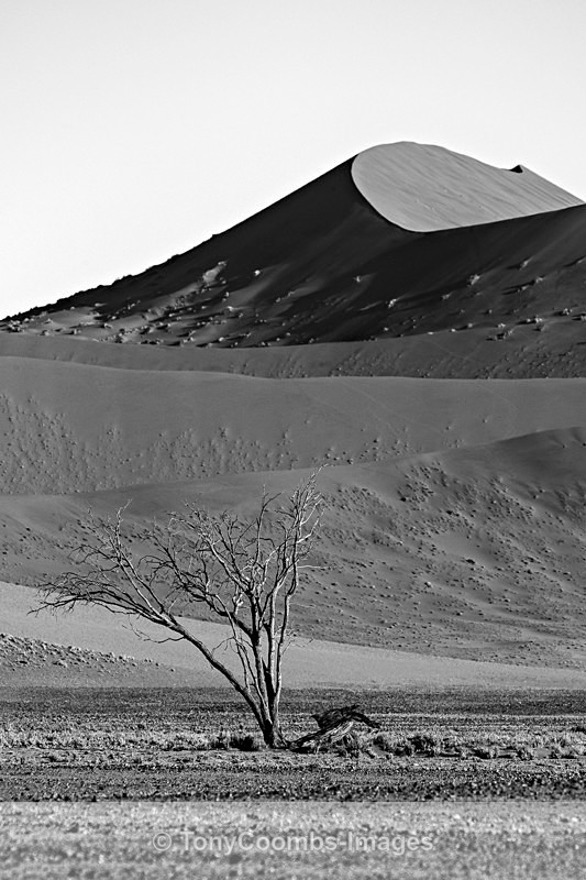 Sossusvlei  (dune & dead tree) - Deadvlei and Sossusvlei