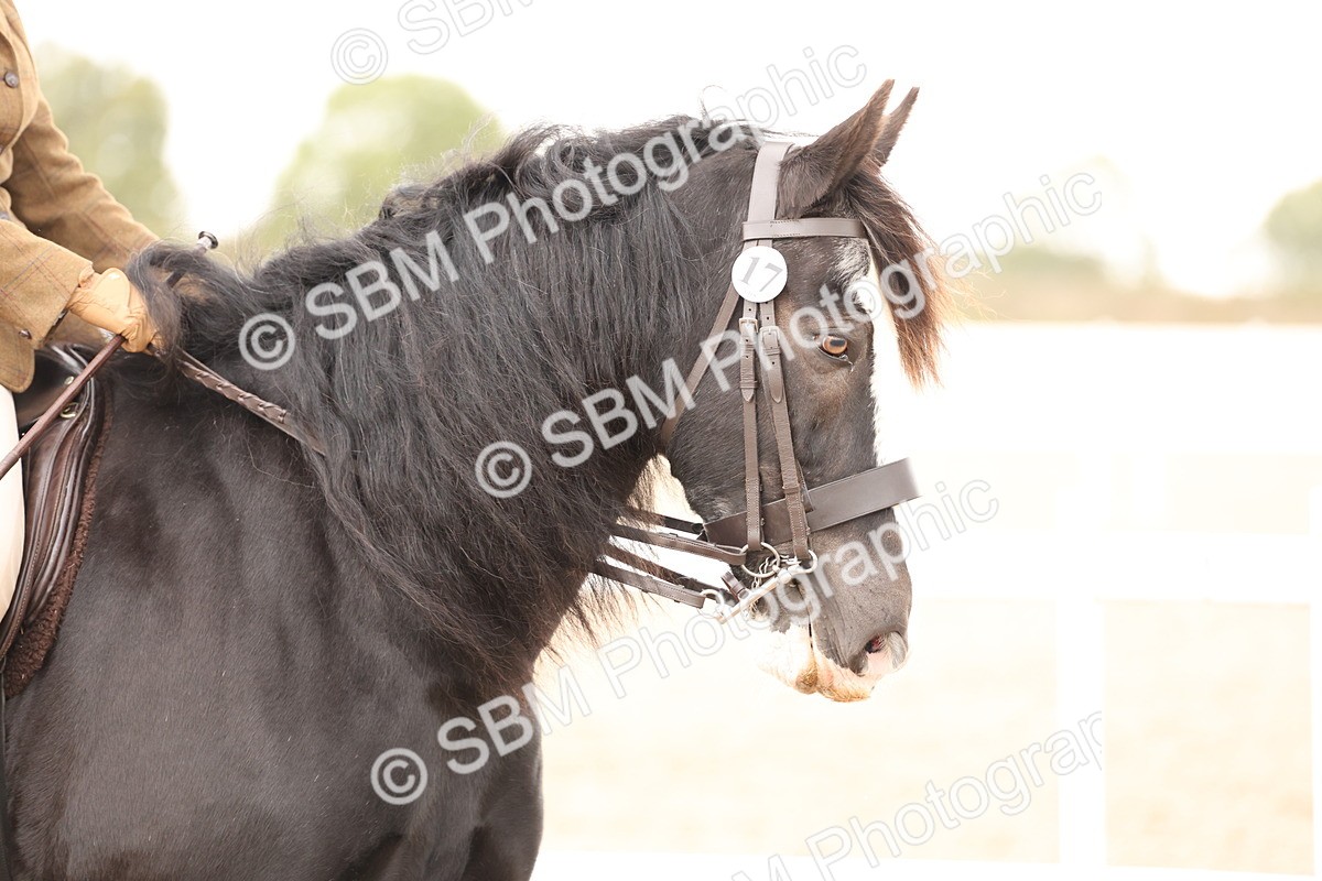 SBM_19627 - Class 216 - Ridden Traditional - Native Cob