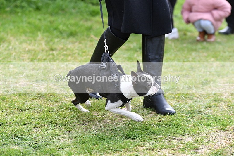 WJ5_0291 - Class 7 Best Terrier