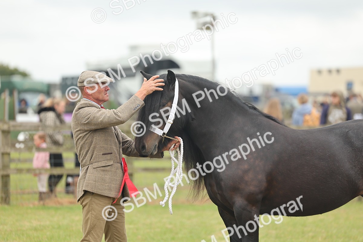 SBM_05086 - Class 50-57 - M&M Welsh Pony In Hand