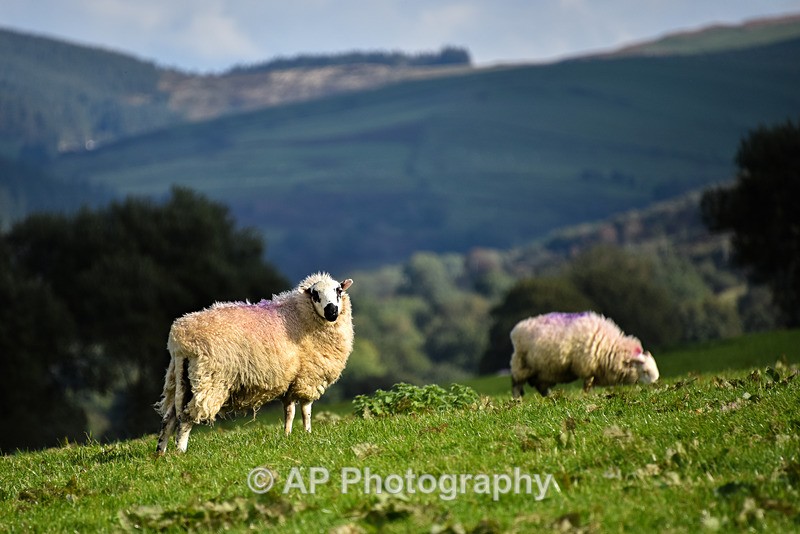 ACP_7791-1 - Sheep