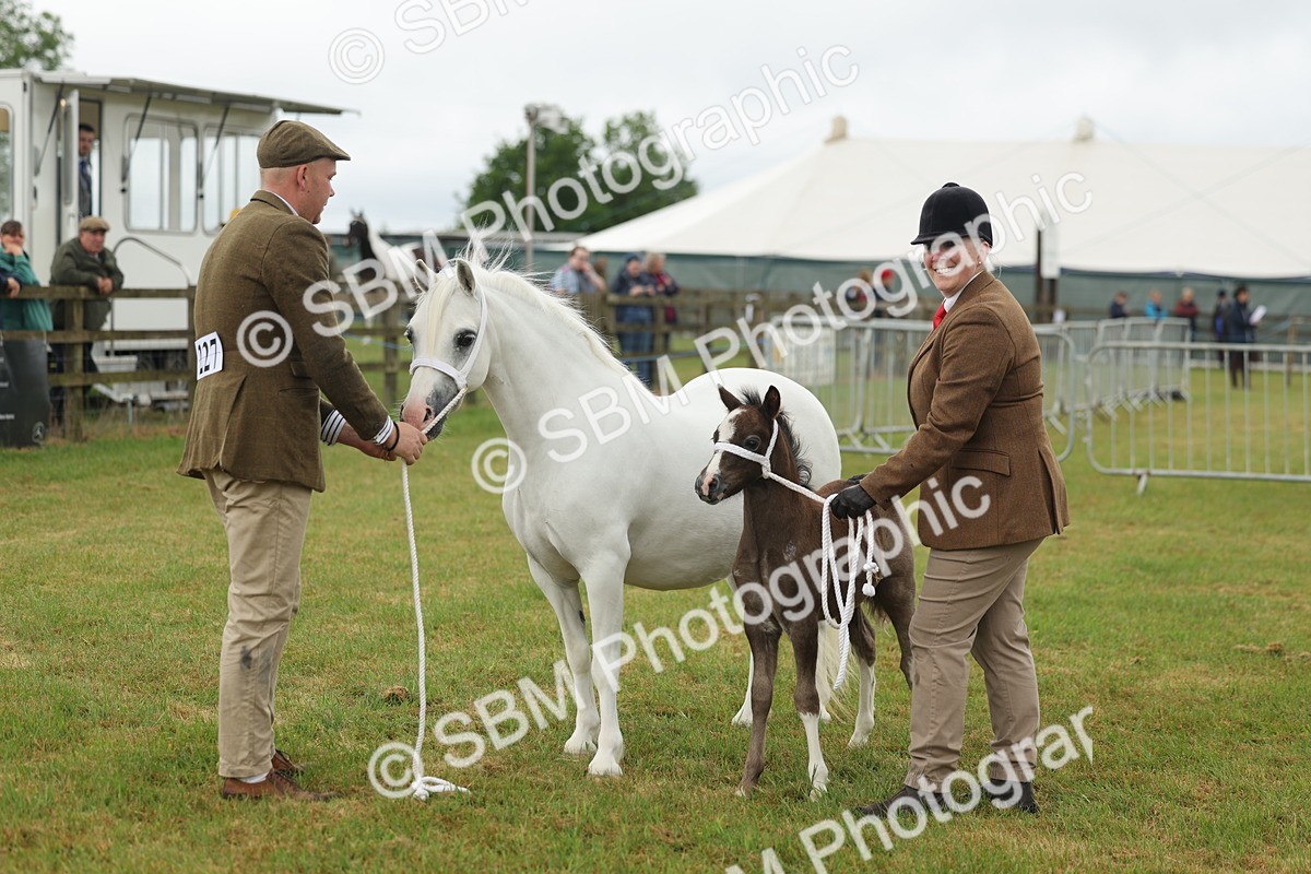 SBM_01627 - Class 50-57 - M&M Welsh Pony In Hand