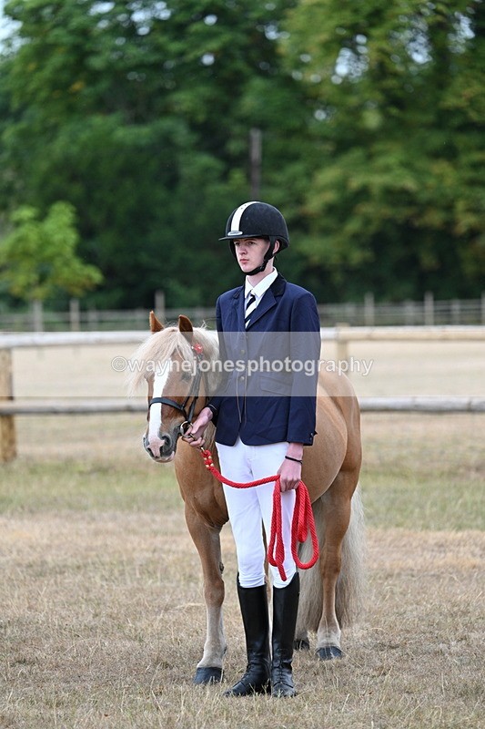 WJ7_9499 - Class 5 Most Handsome Gelding (up to 14.2hh)