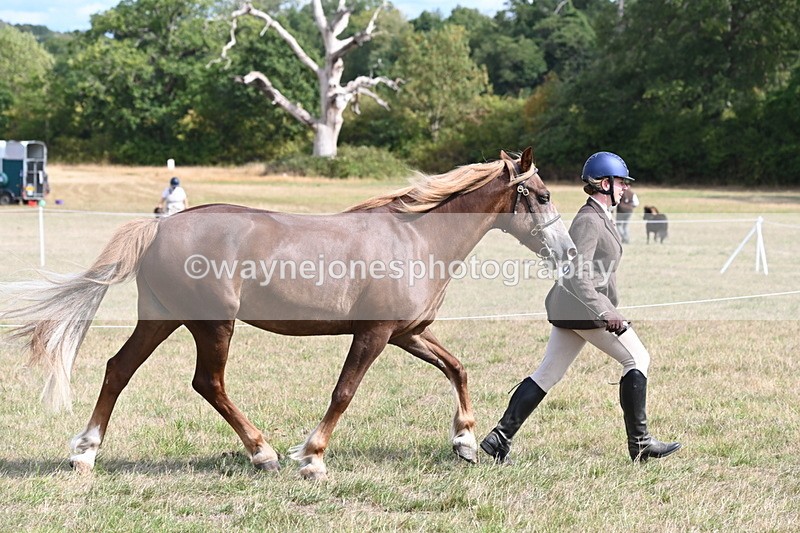 WJ6_6447 - Class 20 In-hand Cob