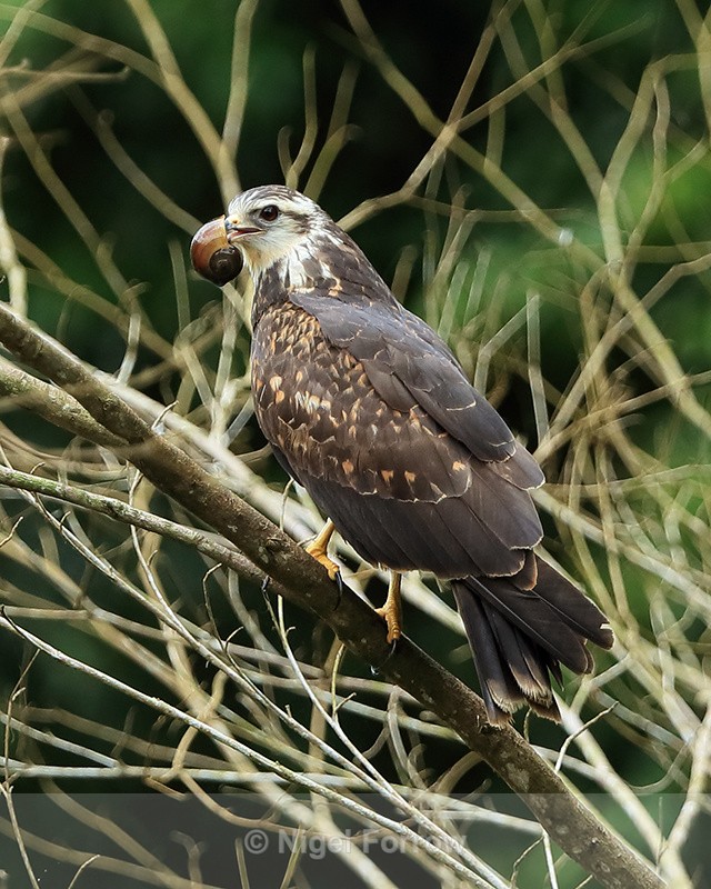 Snail Kite with snail, Panama - Snail Kite