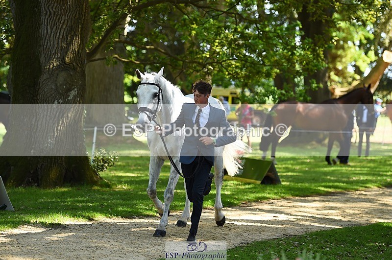 230524-152252-00231 - 313-LOUISBOURG_C-Jack_Whiteford-WEDTrotUp+DR