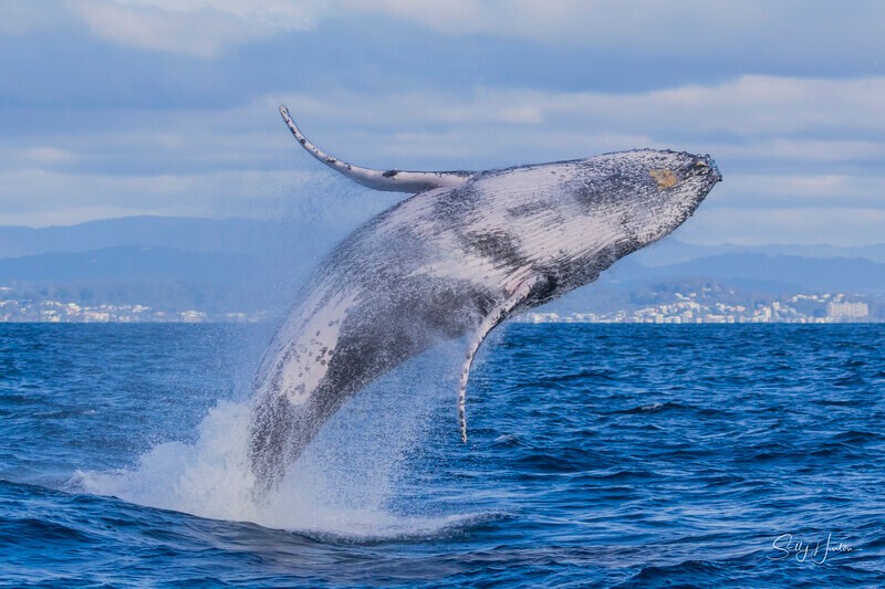0A3A2571 - 2024 Whale Photos