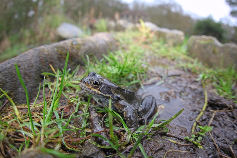 Common frog making its way to Bristol pond to spawn - Reptiles, amphibians & pond life, Great Britian