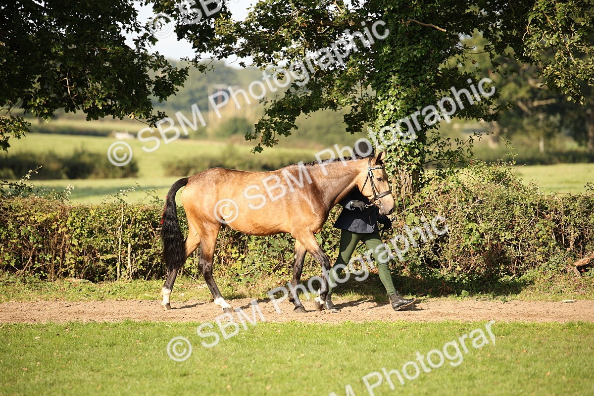 SBM_59332 - S52 - Other Coloured Horse In Hand