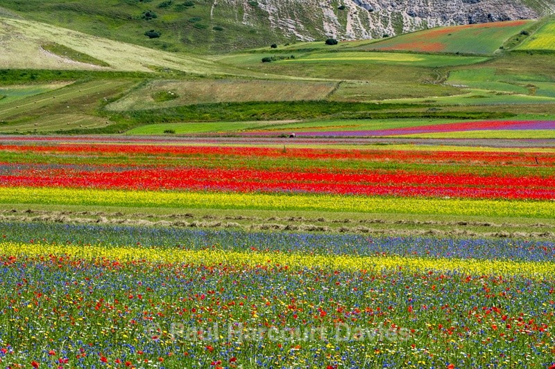  - Plants: wide-angle