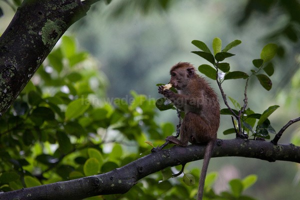 Macaque Monkey in Jungle in Ella Sri Lanka 24 - Sri Lanka wildlife, people & places