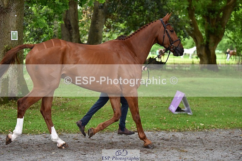 240522-171550-01491 - 280-SHANNONDALE_ARNOLD-Tom_McEwen