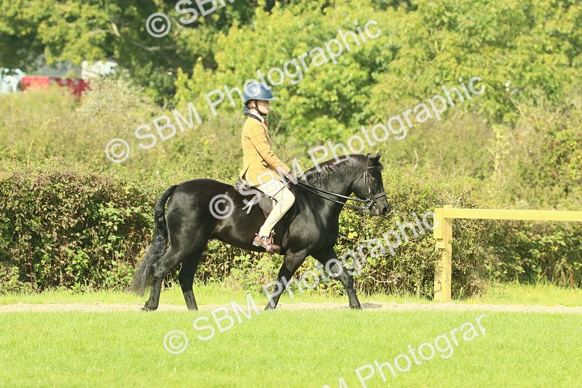 SBM_66397 - S34 - Rehabilitated Rescue Horse & Pony In Hand & Ridden