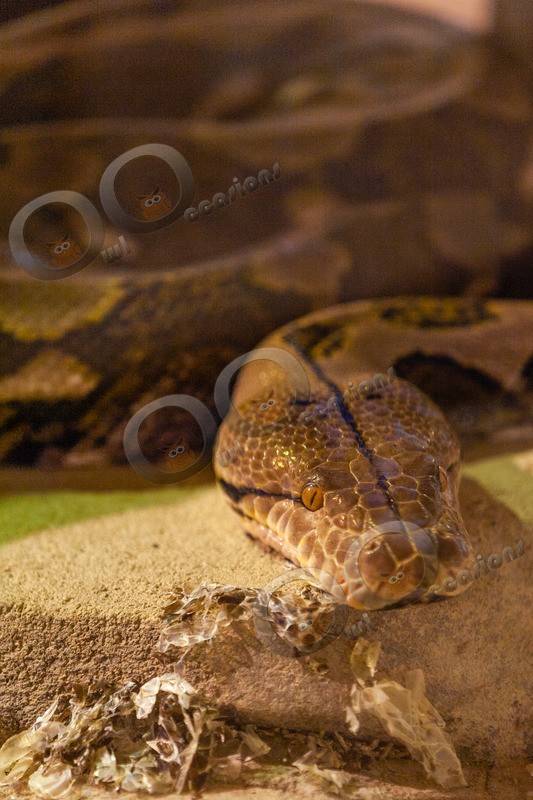 Boa constrictor-104 - Pet Photography