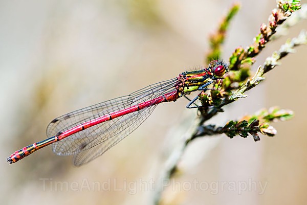 Large Red Damselfly - Dragonflies & Damselflies