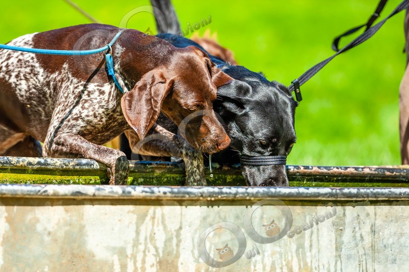German Shorthaired Pointer_6156 - Pet Photography