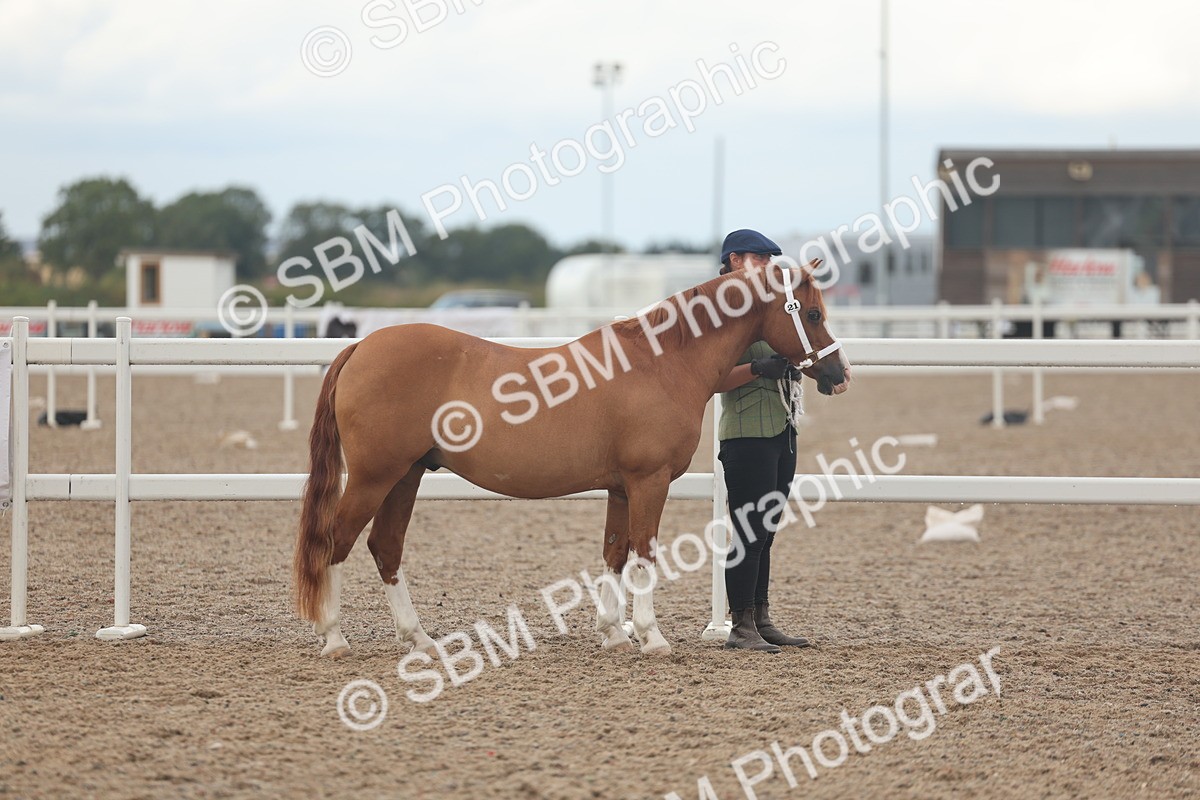 SBM_08445 - Class 29 - IH Veteran Pony