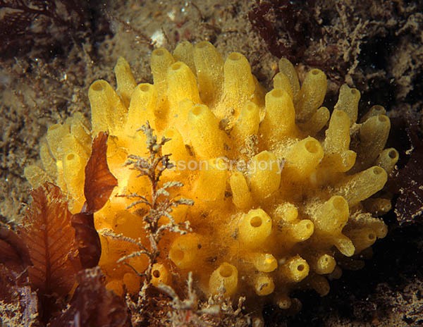 Polymastia boletiformis