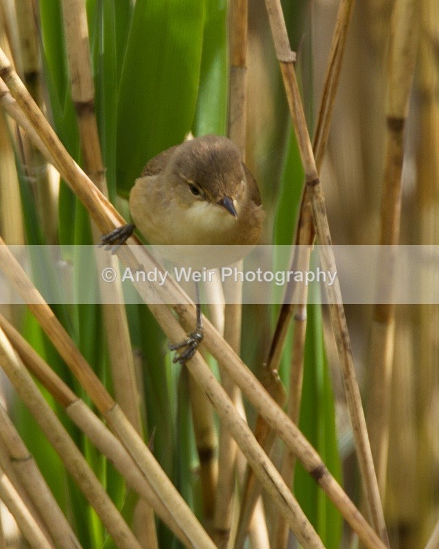 20110425-IMG_5071 - Reed Warbler